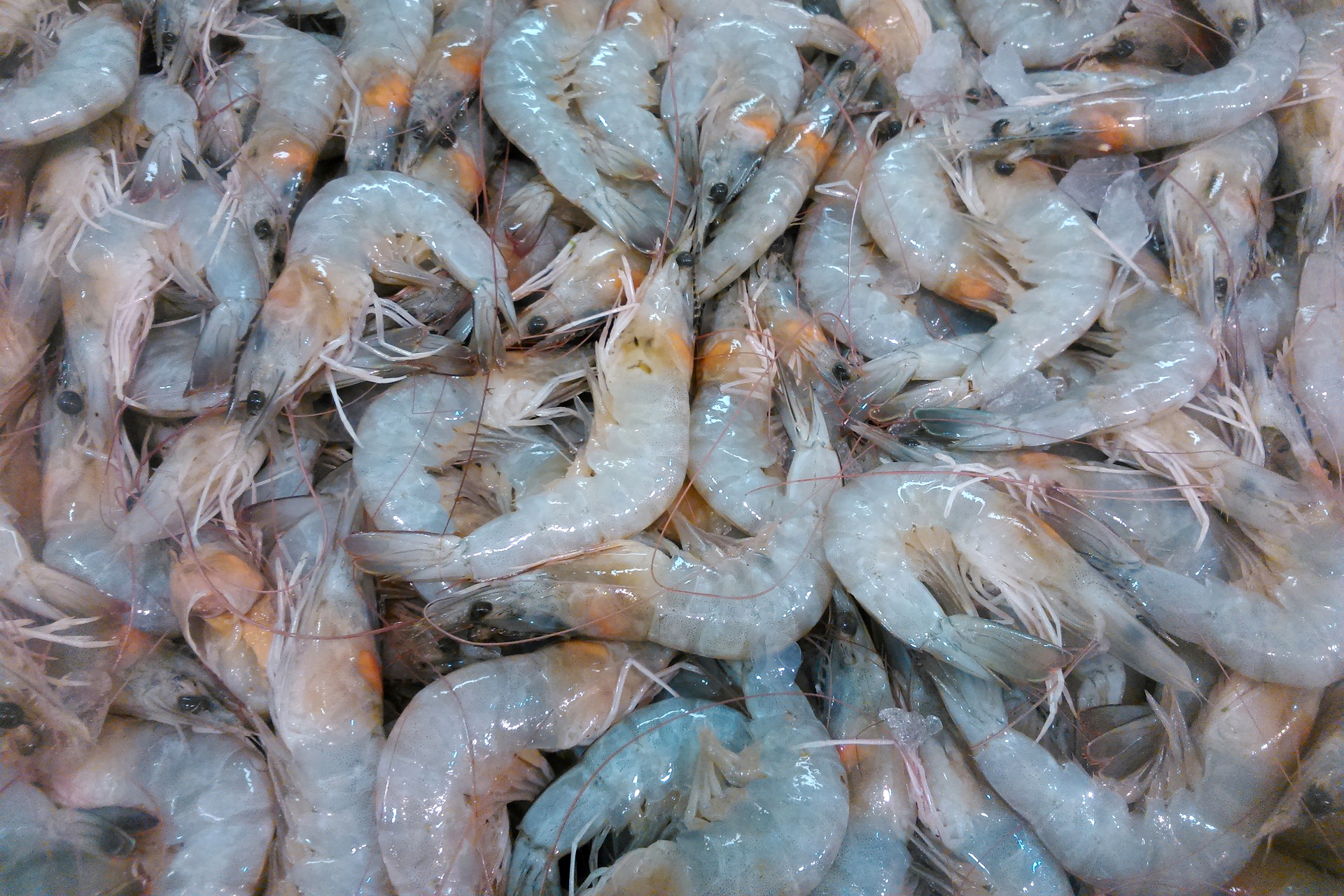 shrimp